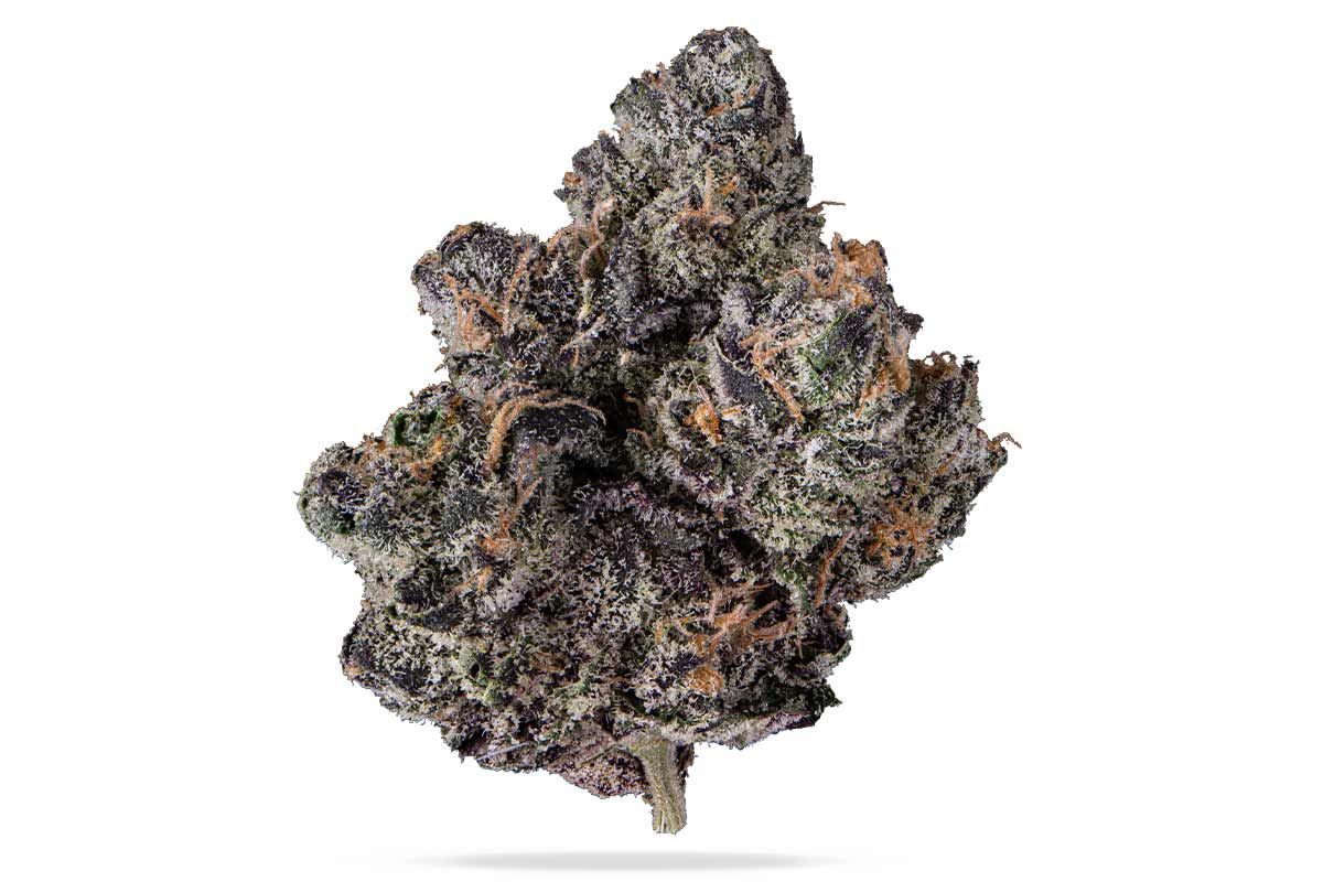 Purple Cream (R1)