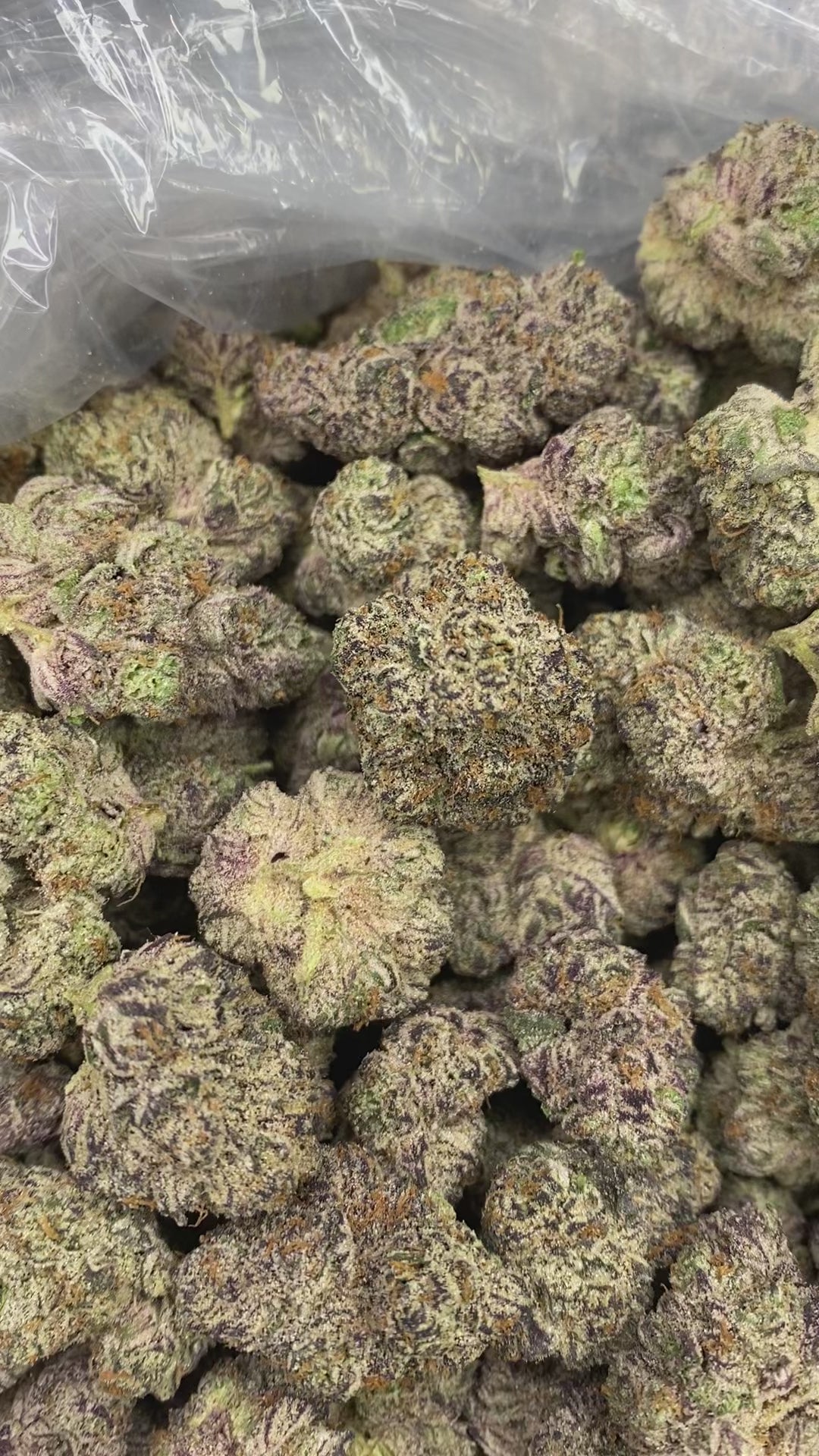 Purple Cream (R11)