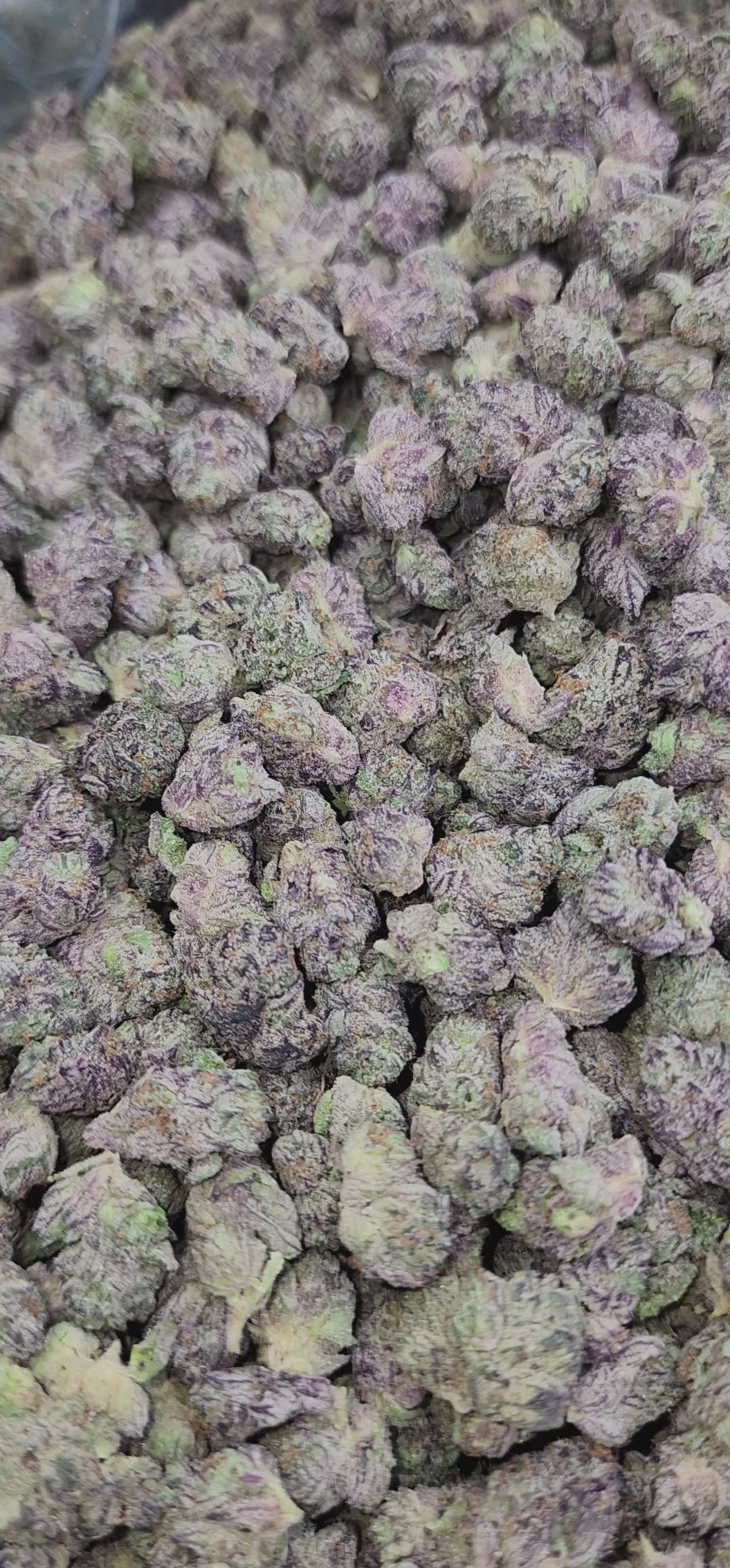 Load video: Purple Cream Smalls (R11)