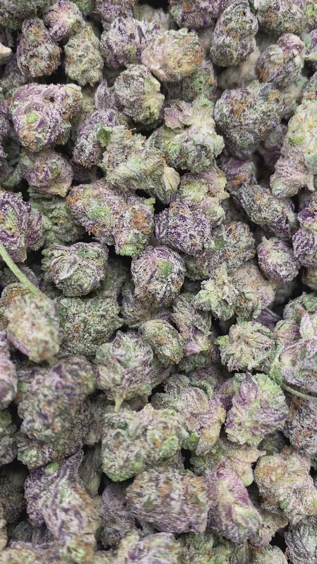 Load video: Purple Cream Smalls (R1)