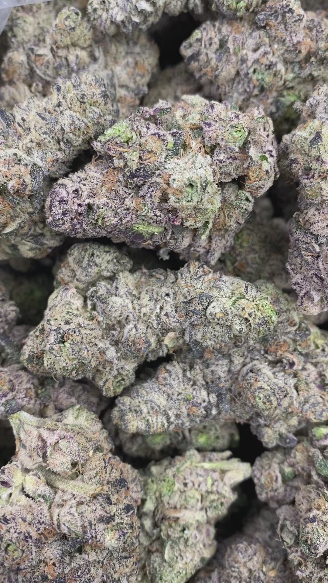 LA POP Rocks X PPP (R26)